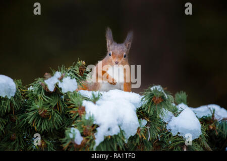 Eine eurasische Eichhörnchen füttern und spielen in den schneebedeckten Zweigen der Pinie, vom kalten Wetter mit ihren Wintermäntel geschützt Stockfoto