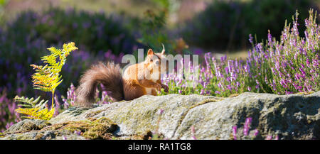 Eine gefährdete Rote Eichhörnchen mit seinem pulsierenden roten Mantel in den späten Sommer Sonne und durch die letzte der bunten lila Heidekraut umgeben. Stockfoto