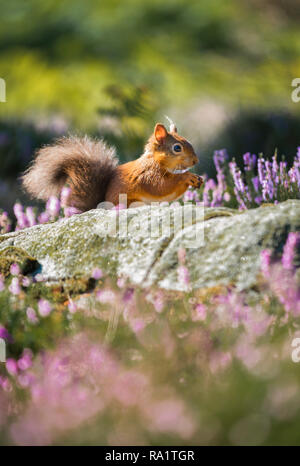 Eine gefährdete Rote Eichhörnchen mit seinem pulsierenden roten Mantel in den späten Sommer Sonne und durch die letzte der bunten lila Heidekraut umgeben. Stockfoto