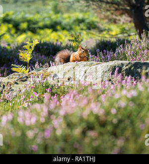 Eine gefährdete Rote Eichhörnchen füttern und zeigt seine leuchtend roten Mantel im späten Sommer Sonne, durch die letzte der bunten lila Heidekraut umgeben Stockfoto