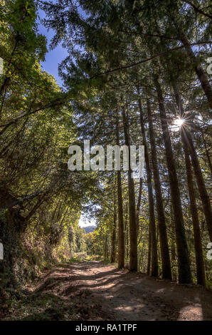 Schönen Pfad in den Wald, wo das Sonnenlicht filtert durch die großen Bäume Stockfoto