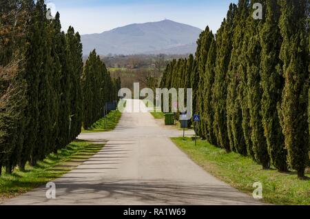 Typische Baum-gezeichnete Allee mit Zypressen in der Toskana Stockfoto