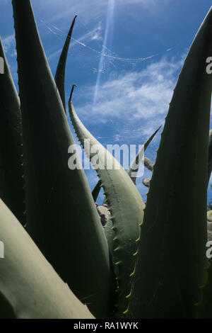 Spinnennetz in einem riesigen Aloe Pflanze Stockfoto