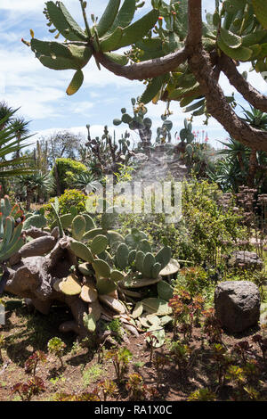 Spinnennetz in einem riesigen Aloe Pflanze Stockfoto