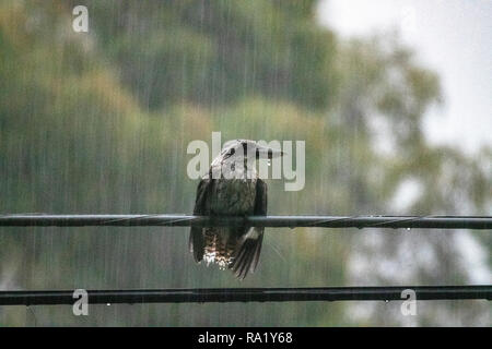 Nasse kookaburra Vogel thront auf einem Power Line in Australien während eines Sturms Stockfoto