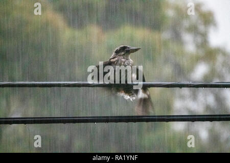 Nasse kookaburra Vogel thront auf einem Power Line in Australien während eines Sturms Stockfoto