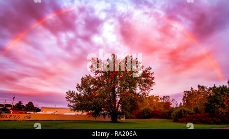 Ein Regenbogen erscheint oben ein Baum nach dem Herbst Sturm bricht bei Sonnenaufgang. Stockfoto