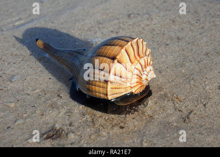 Live Lightning Wellhornschnecken auf freiliegenden Wattflächen bei extremer Ebbe am East Cape Sable im Everglades National Park, Florida. Stockfoto