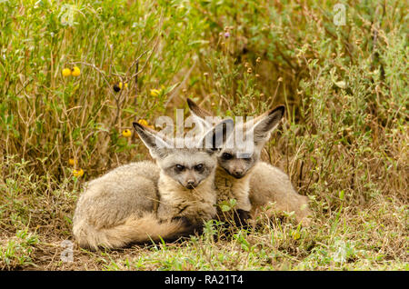 Bat-eared fox Babys (Otocyon Megalotis) im Grasland von Tansania, Afrika gestreichelt Stockfoto