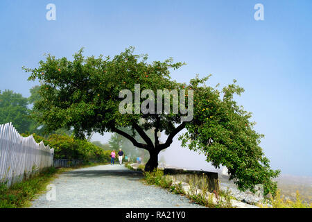 Von einem Apfelbaum Früchte gerahmt, ein Paar nimmt eine am Ufer Pfad in Bar Harbor, Maine, USA schlendern. Stockfoto