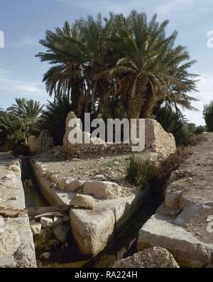 Syrien. Die Oase von Palmyra. Palm Grove. Der Graben im Vordergrund wurde verwendet, Oase Feld zu bewässern. Foto vor dem syrischen Bürgerkrieg. Stockfoto