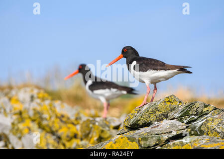 Austernfischer Haematopus ostralegus, Murray Inseln, Solway Firth, Dumfries and Galloway, Schottland Stockfoto