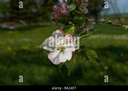Blühender Apfelbaum in den Strahlen der Sonne. Stockfoto