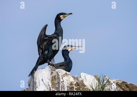 Kormoran, Phalacrocorax carbo, Murray Inseln, Solway Firth, Dumfries and Galloway, Schottland Stockfoto