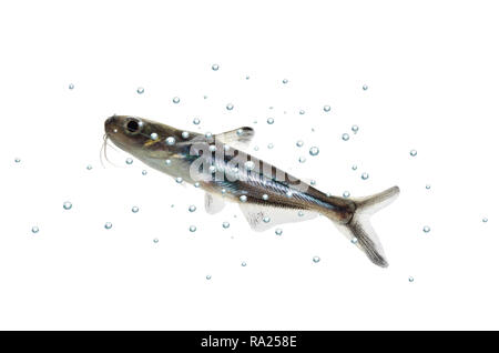 tropische Fische Pangasius Hypophthalmus auf weißem Hintergrund Stockfoto