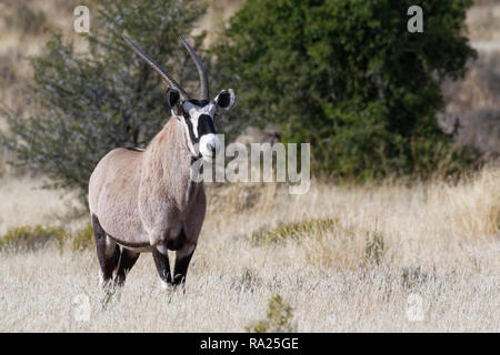 Oryx (Oryx gazella), Erwachsener, im offenen Grasland, Alert, Mountain Zebra National Park, Eastern Cape, Südafrika, Afrika Stockfoto