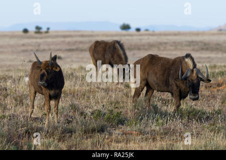 Schwarze Gnus (Connochaetes gnou), erwachsenen Mann mit Kalb, die in offenem Grasland, Alert, Mountain Zebra National Park, Eastern Cape, Südafrika, Afric Stockfoto