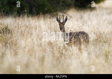 Steinböckchen (Raphicerus campestris), erwachsenen Mann, stehend in der Hohen trockenes Gras, Alert, Mountain Zebra National Park, Eastern Cape, Südafrika, Afrika Stockfoto