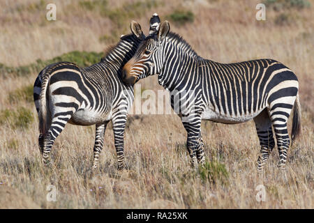 Cape mountain Zebras (Equus zebra Zebra), Wange an Wange, die in offenem Grasland, Mountain Zebra National Park, Eastern Cape, Südafrika, Afrika Stockfoto