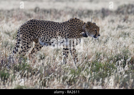 Gepard (Acinonyx jubatus), erwachsenen Mann trägt einen Sender Kragen, Wandern im offenen Grasland, Mountain Zebra National Park, Eastern Cape, South Afri Stockfoto