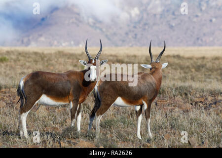 Blesboks (Damaliscus pygargus phillipsi), zwei Erwachsene, die in offenem Grasland, Alert, Mountain Zebra National Park, Eastern Cape, Südafrika, Afr Stockfoto