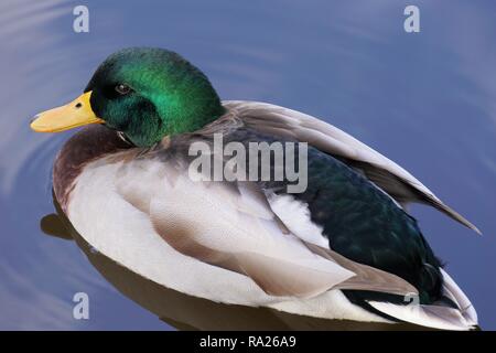 Nahaufnahme eines männlichen Stockente Ente schwimmend auf einem Teich Stockfoto