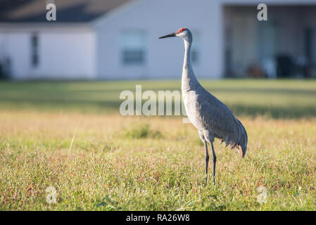 Ein Sandhill Crane Grünfutter für sein Frühstück in einer Wohnanlage in Hunter's Creek in der Nähe von Orlando, Florida. Stockfoto