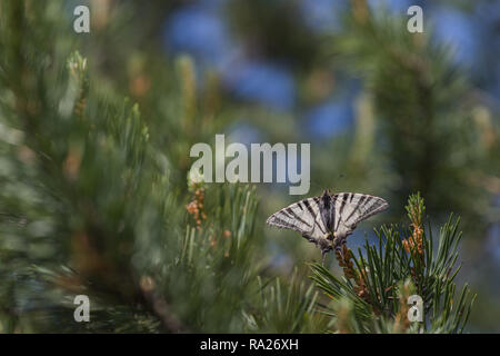 Segelfalter Iphiclides Art Schmetterling sitzt auf Zweig Fichte Stockfoto