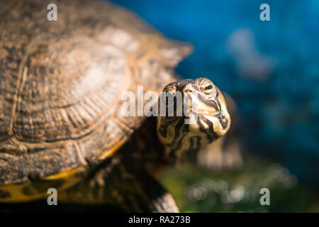 Extreme Nahaufnahme von Leiter der gemalte Schildkröte chrysemys picta sitzt auf Felsen in der Nähe von frischem Wasser Teich basking gewachsen Stockfoto