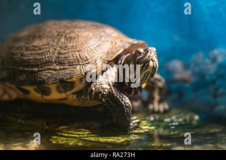 Gewachsene Schildkröte chrysemys picta sitzt auf Felsen Aalen in den späten Morgen Sonne in frischem Wasser Teich gemalt Stockfoto