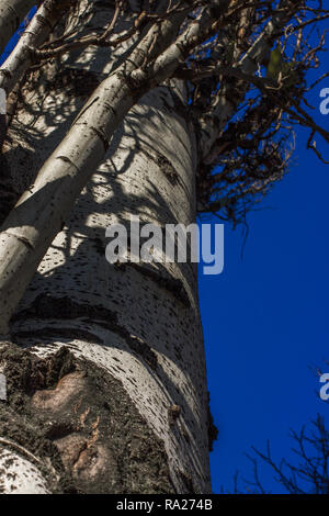 Populus tremula Espe Baum genannt, Europäische Aspen oder Beben Aspen Tree Stockfoto