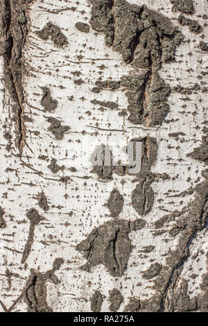 Populus tremula Espe Baum genannt, Europäische Aspen oder Beben Aspen Tree Stockfoto