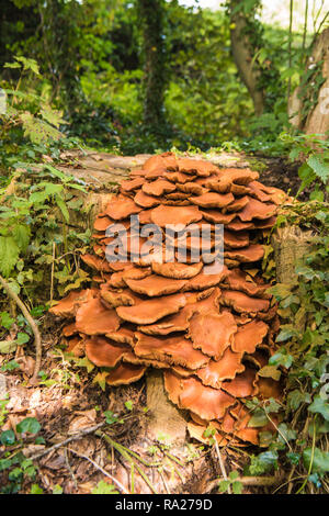 Große Masse von Honig Pilz wächst auf einem faulenden Baumstamm. Stockfoto