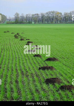 Gemeinsame Maulwurf, Ratte, u-Nagetier, landwirtschaftliche u-Pest Stockfoto