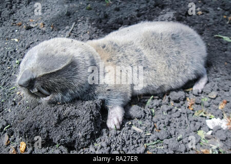 Gemeinsame Maulwurf, Ratte, u-Nagetier, landwirtschaftliche u-Pest Stockfoto