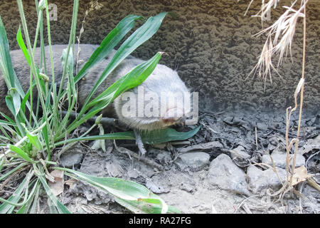 Gemeinsame Maulwurf, Ratte, u-Nagetier, landwirtschaftliche u-Pest Stockfoto