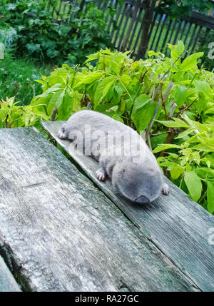 Gemeinsame Maulwurf, Ratte, u-Nagetier, landwirtschaftliche u-Pest Stockfoto