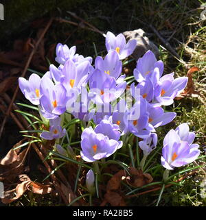 Gruppe von lila Krokusse blühen im Frühjahr Stockfoto