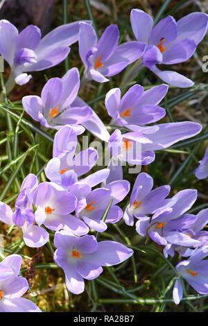 Gruppe von lila Krokusse blühen im Frühjahr Stockfoto