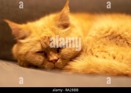 Schläfrige Ingwer Katze Stockfoto