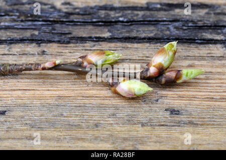 Zweig mit Knospen Festlegung auf einen Tisch im frühen Frühjahr Stockfoto