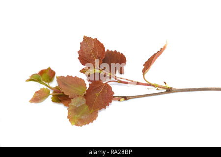 Die jungen Blätter von Aspen Tree auf weißem Hintergrund Stockfoto