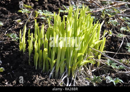 Neue grüne Blätter wachsen aus dem Boden Frühjahr Stockfoto