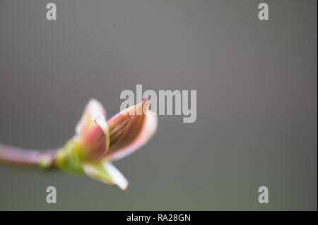 Knospende Blätter im Frühjahr. Selektiver Fokus und flache Tiefenschärfe. Stockfoto