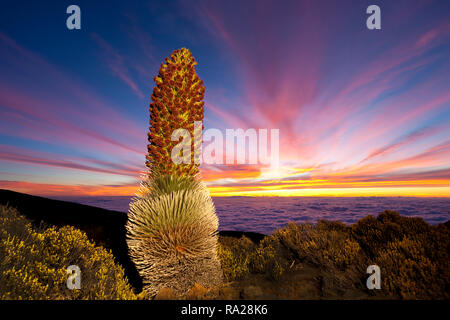 Silversword mit Sonnenuntergang am Haleakala National Park, Maui, Hawaii Stockfoto