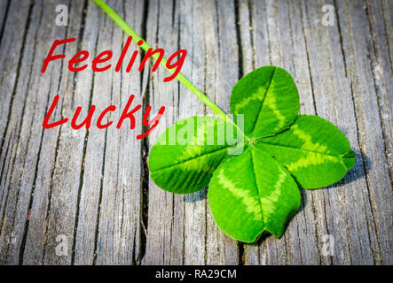 Glück Ankündigung mit echten natürlichen Four Leaf Clover. Feiern Glück und Glück mit dieser Natur inspiriert. Stockfoto