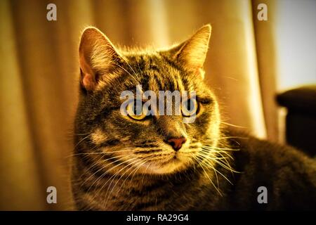 Tabea, die gestromte Katze. Stockfoto