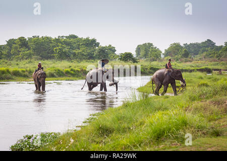 Nepali Männer reiten Asiatischen Elefanten (Elephas maximus) während die Rapti River Crossing in Chitwan Nationalpark Kasara Chitwan, Nepal, Asien Stockfoto