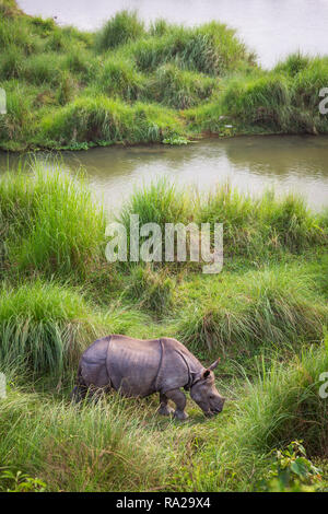 Eine junge one-horned Rhinoceros (Rhinoceros unicornis) essen Gras neben der Rapti River im Chitwan Nationalpark Kasara Chitwan, Nepal, Asien Stockfoto