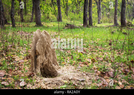 Große termite Damm in Chitwan Nationalpark Kasara Chitwan, Nepal, Asien Stockfoto